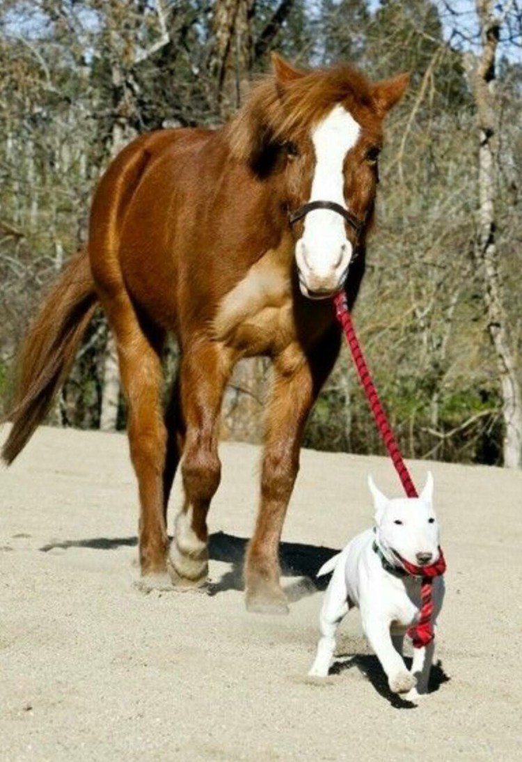 Любовь лошадей