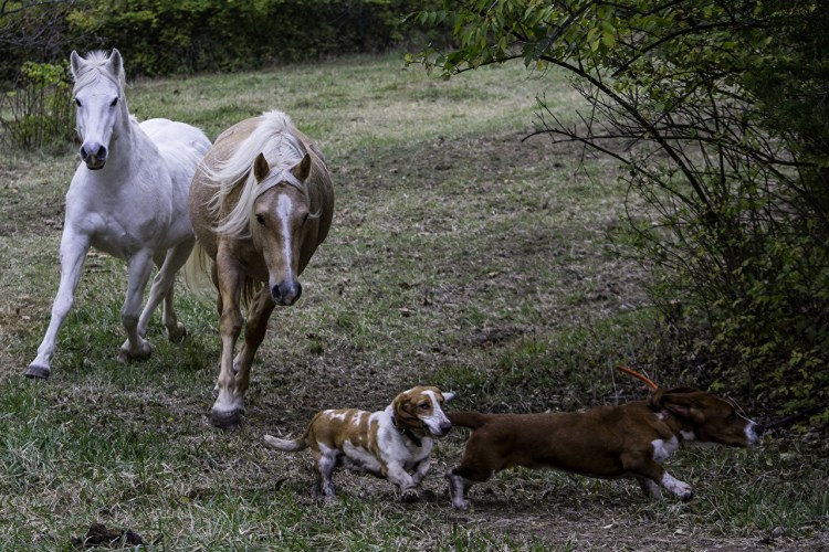 Дог и лошадь