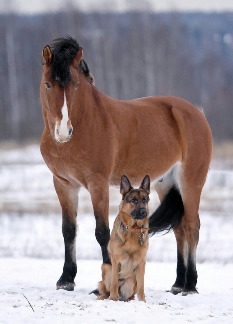 Конь и лошадь