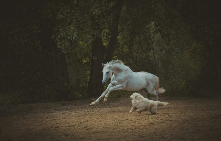 Рыжий конь Эстетика