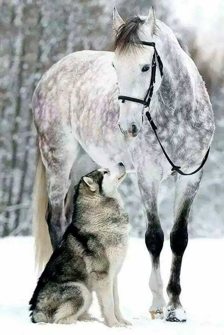 Лошадь и собака