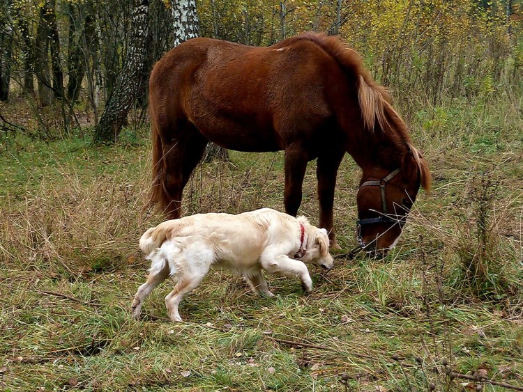 Лошадь и собака совместимость