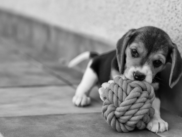 Грустный щенок