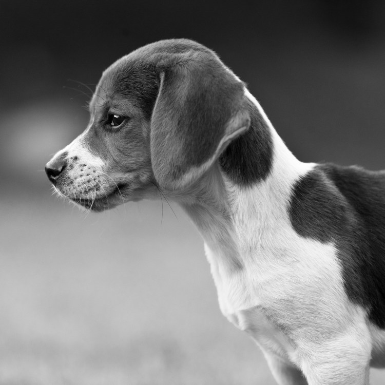 Бигль собака темный