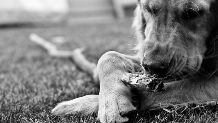 Собаки фото красивые