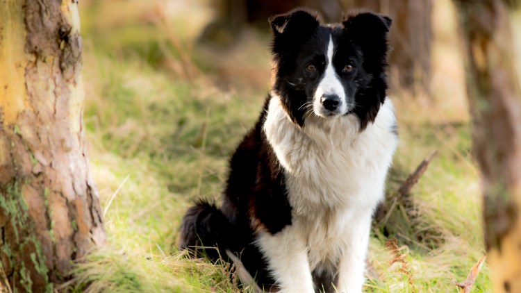 Бордер колли белый