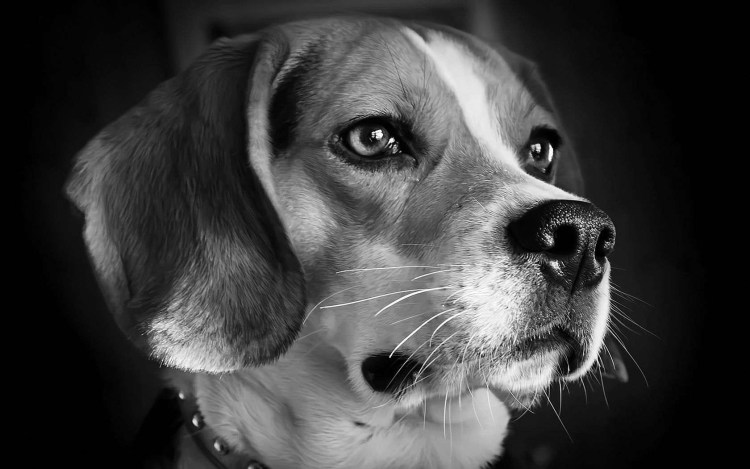 Черно белая собака