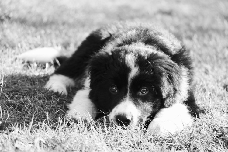 Черно белый щенок
