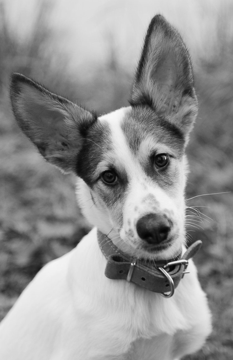 Собака черная с белым