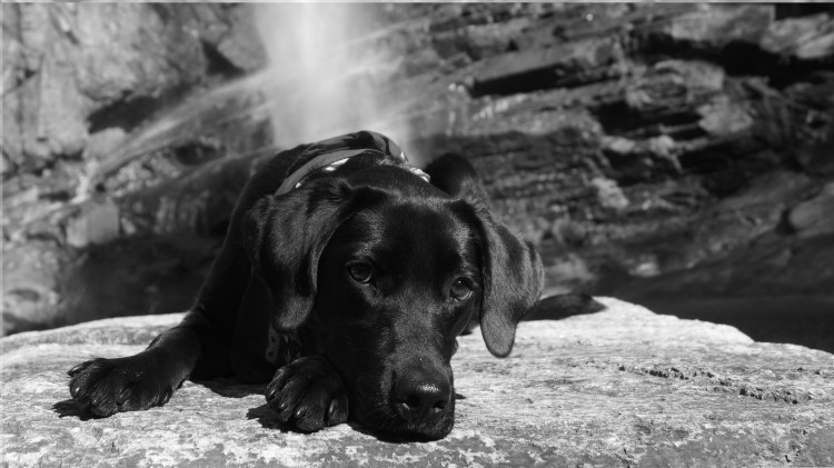 Обои на рабочий стол собаки