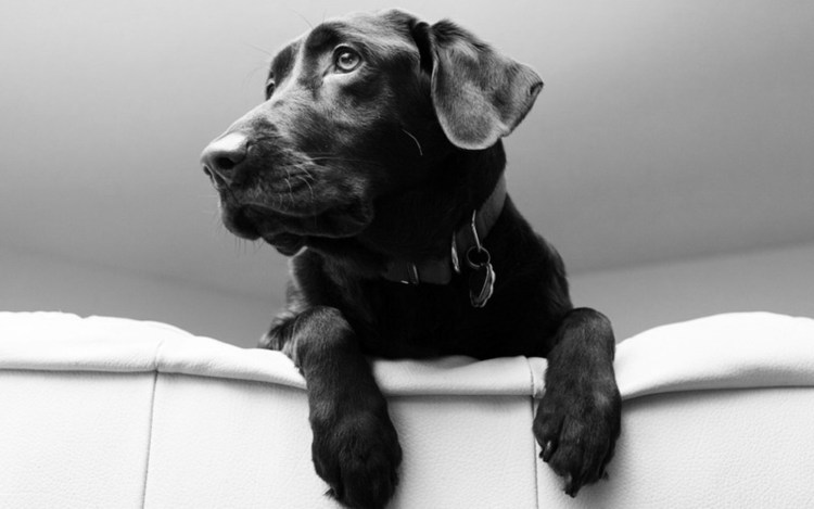Собака лабрадор чёрно белая