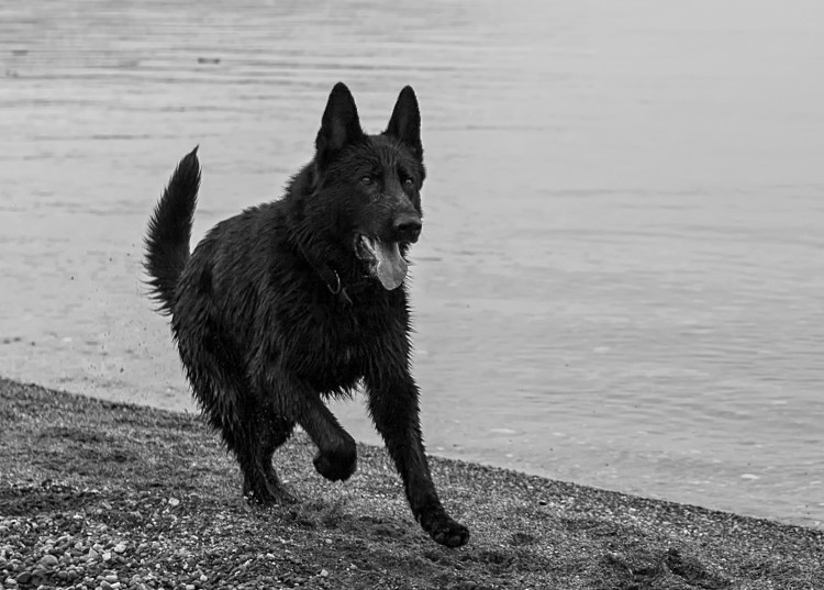 Черно белый пес