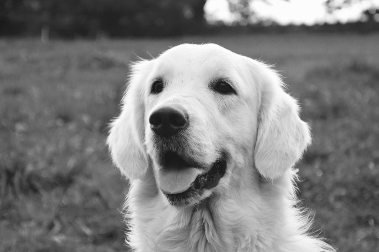 Золотистый ретривер чёрный