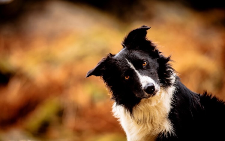 Бордер колли черный