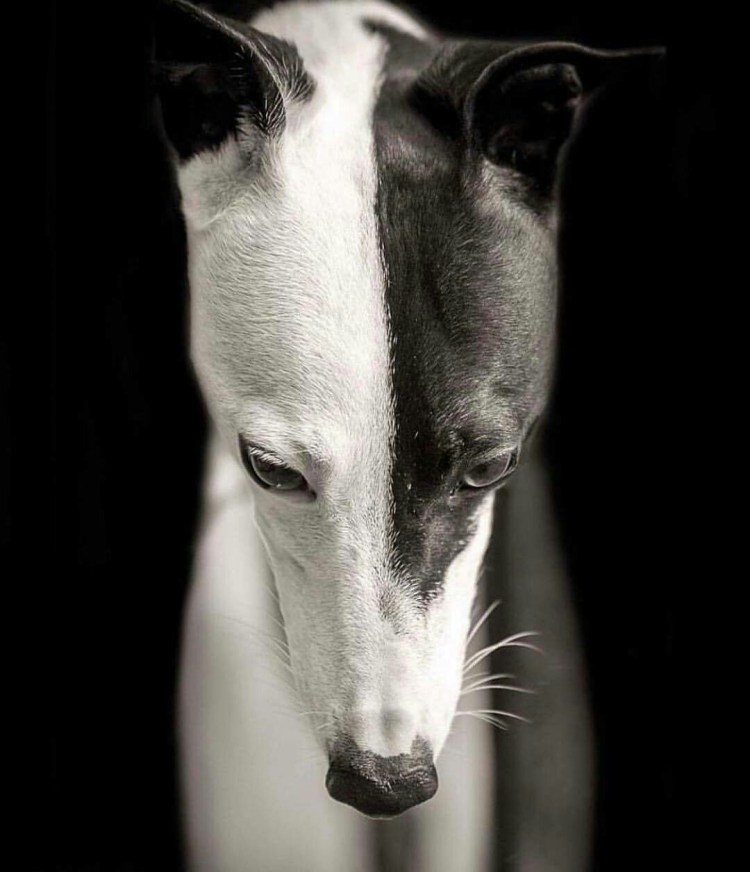 Уиппет собака белый