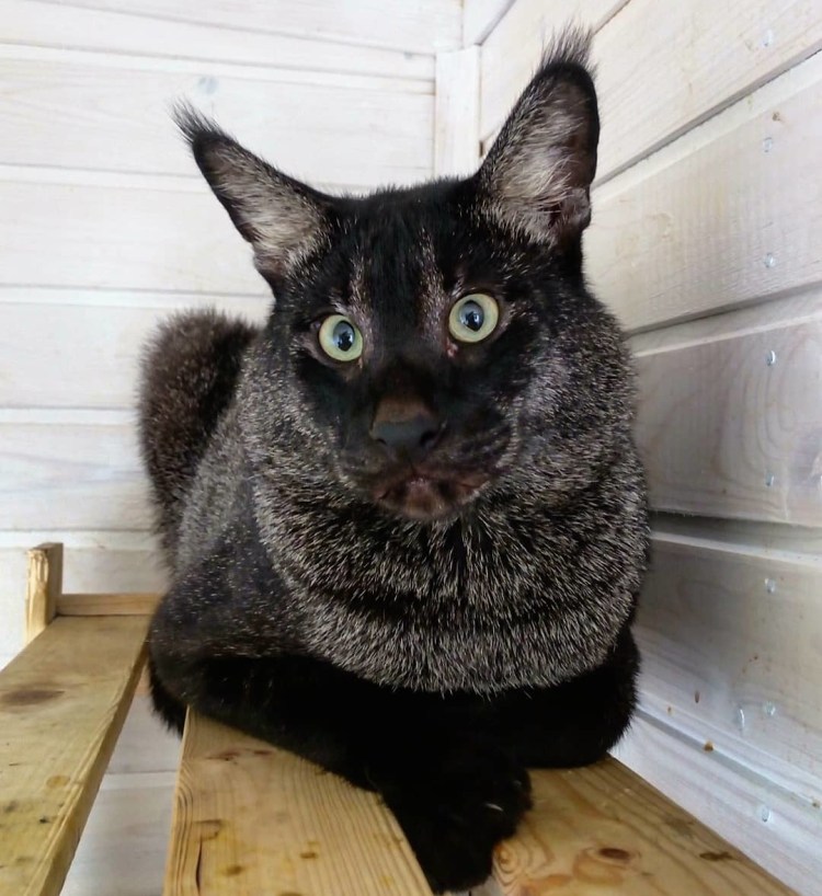 Рысь меланист