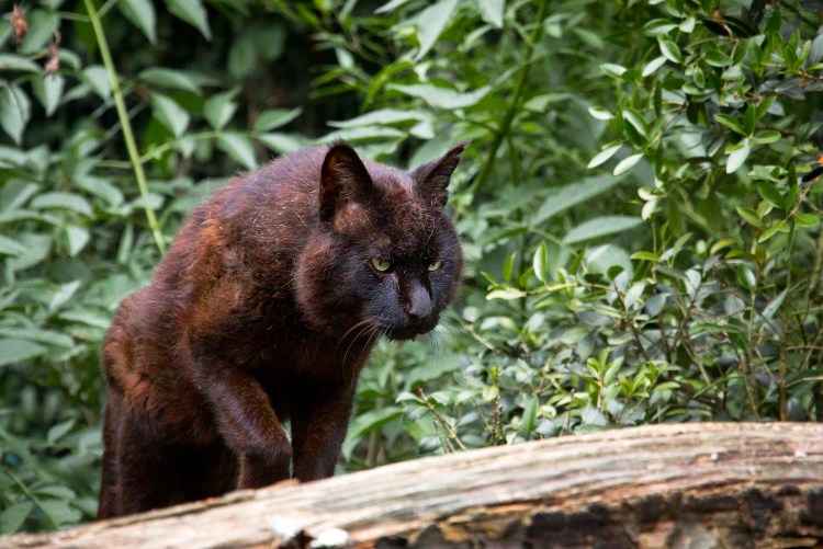 Каракал меланист