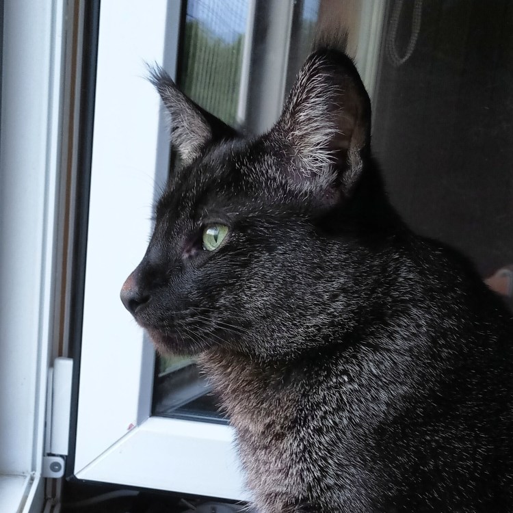 Камышовый кот мелонись