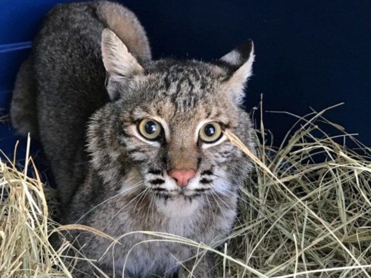 Камышовый кот фото