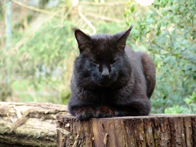 Рысь меланист