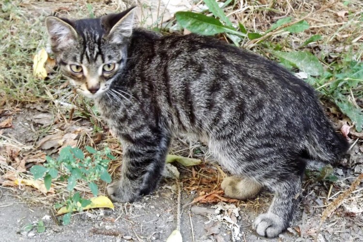 Камышовый кот лодка