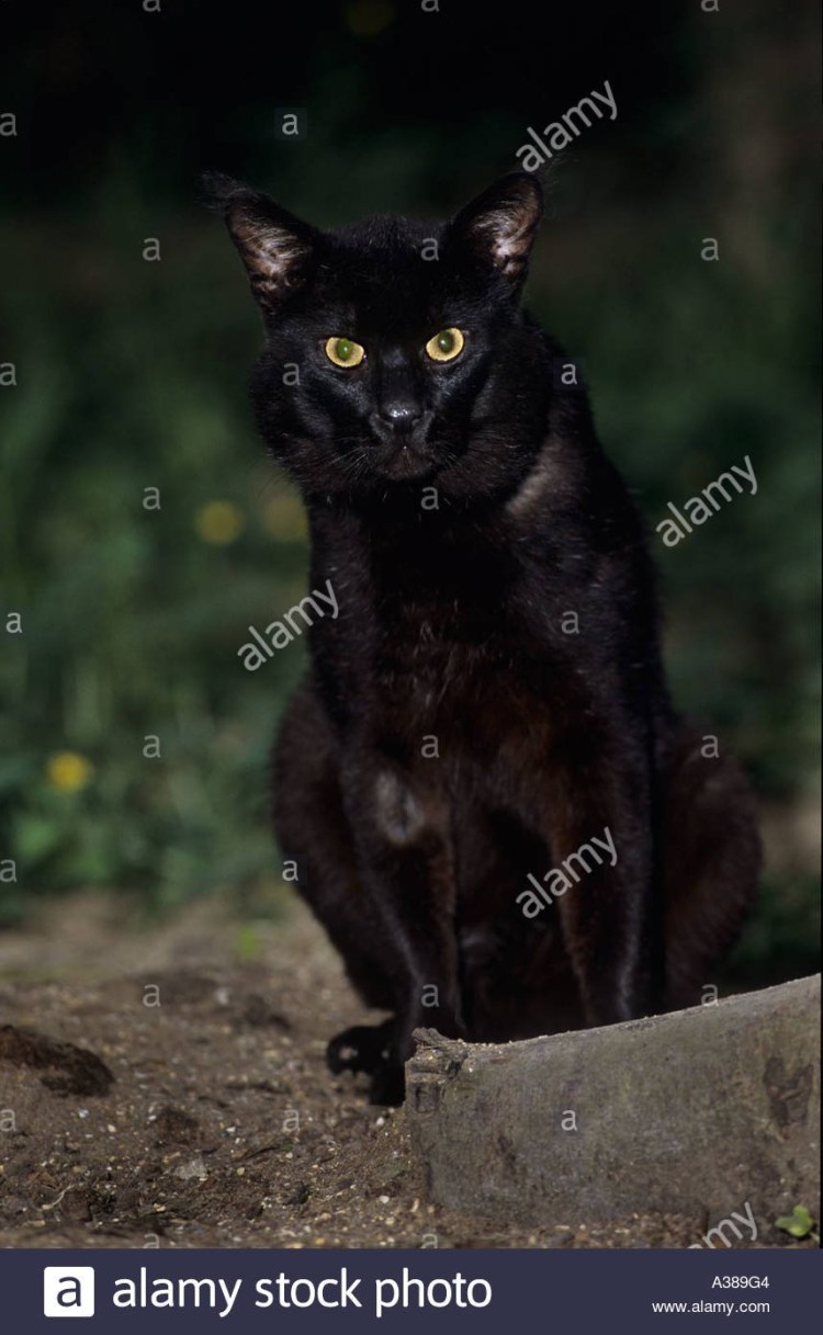 Камышовый кот меланист