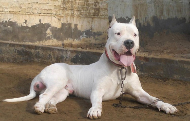 Порода собак гуль Донг