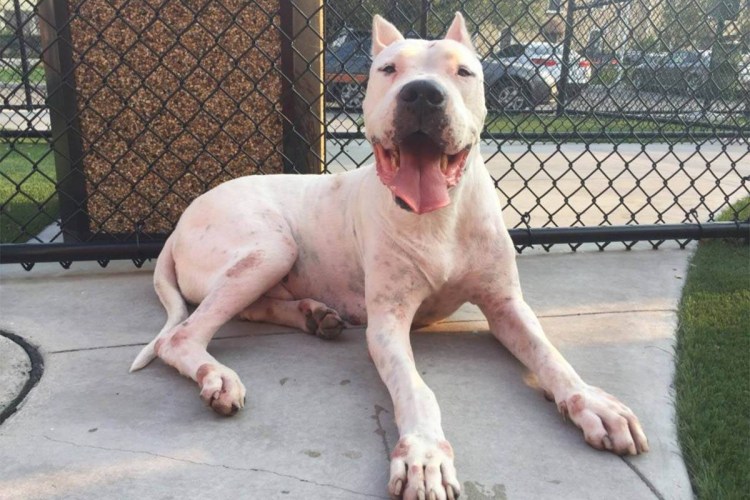 Булли Кутта собака