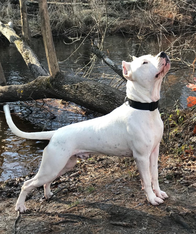 Кордовская Бойцовая