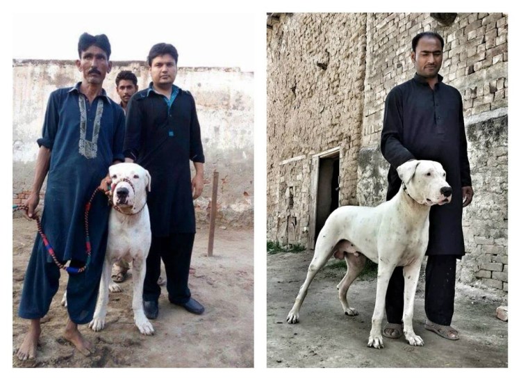 Американский бандог