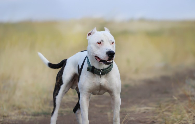 Гургуль собака