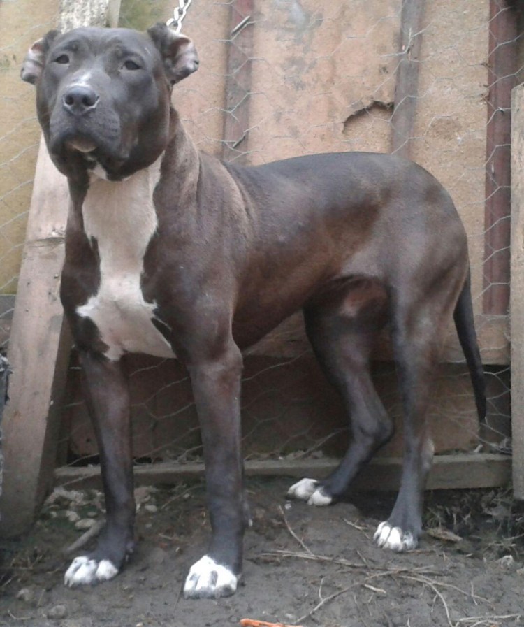 Булли Кутта пакистанский питбультерьер