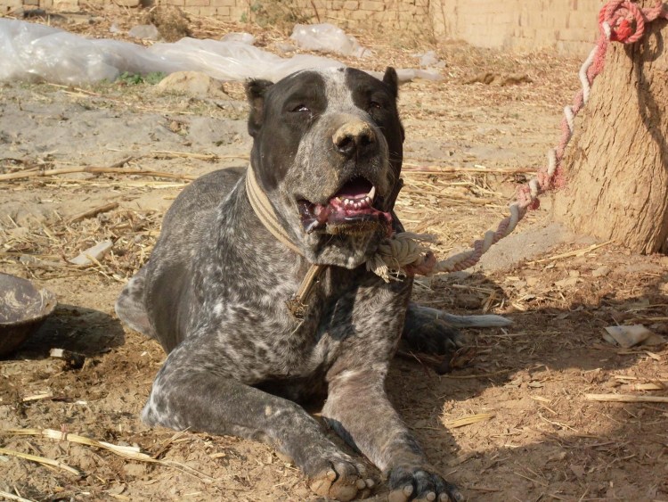 Пакистанский бульдог собачьи бои