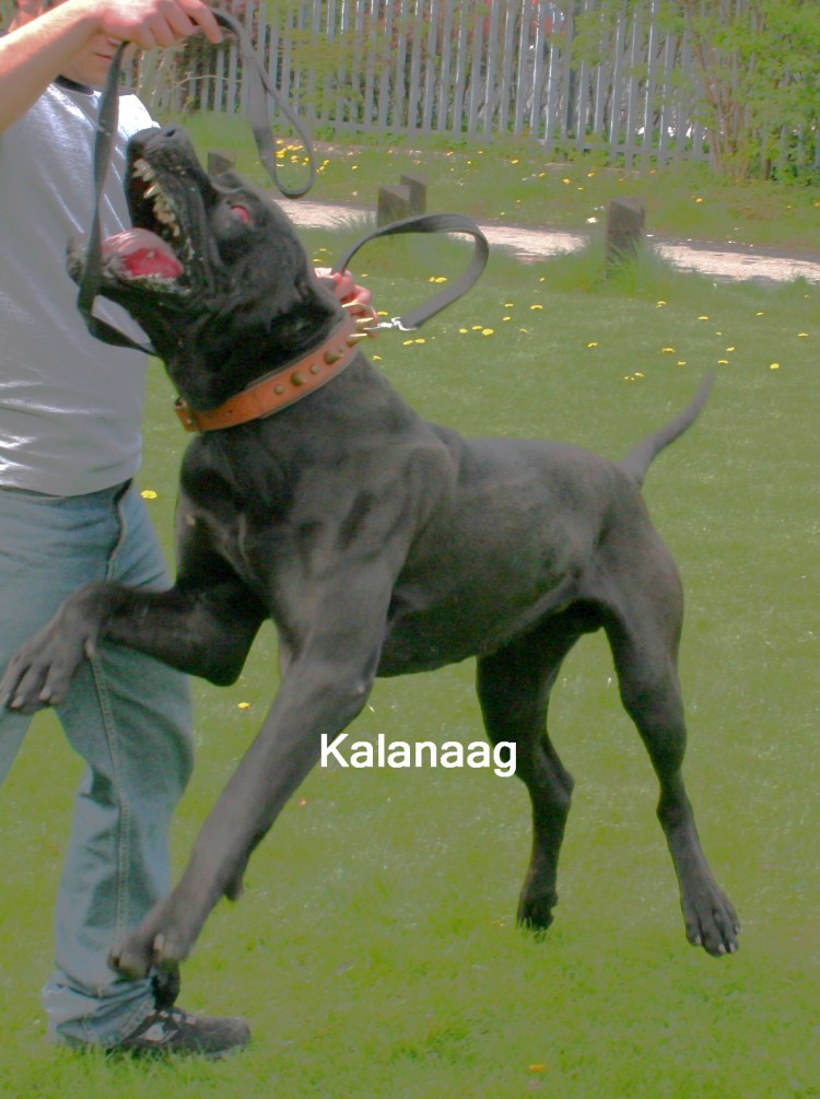 Аргентинский дог и Стаффорд