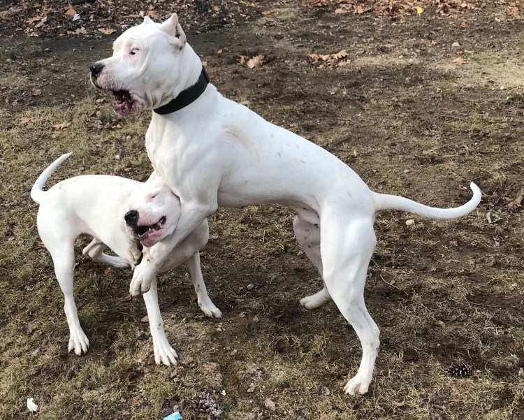 Порода собак гуль Донг