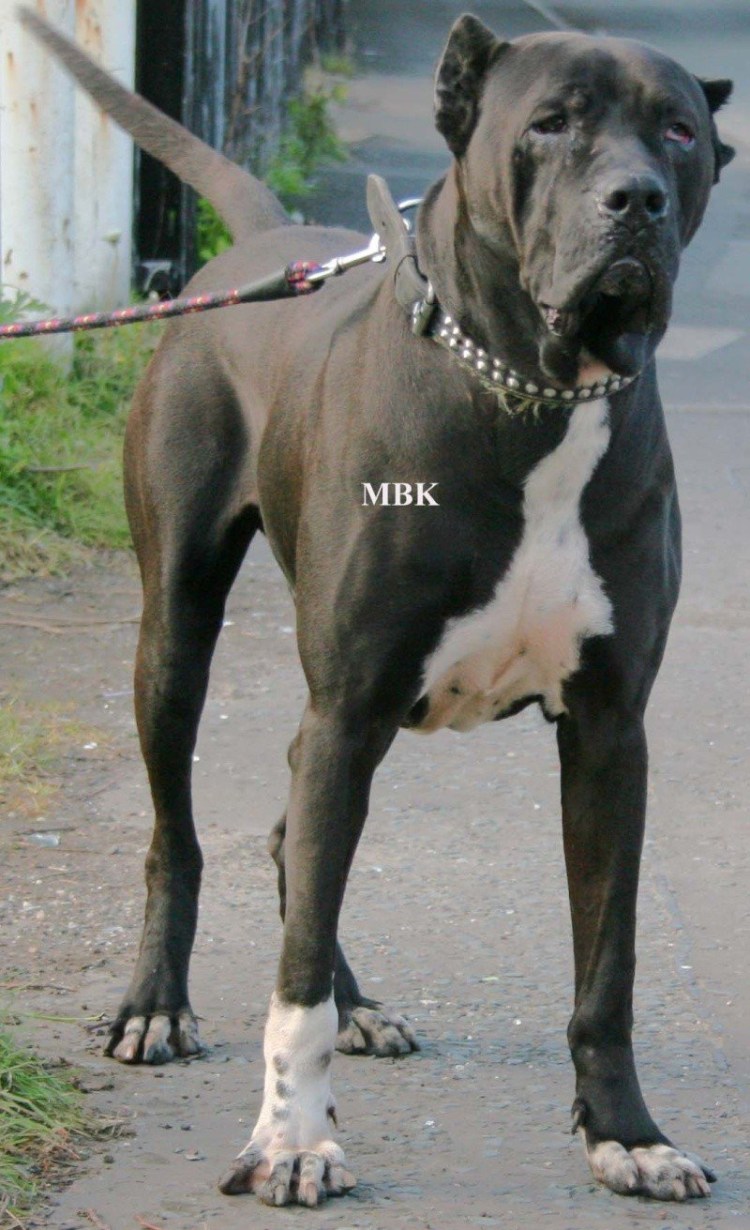 Порода собак гуль Донг