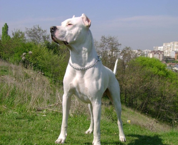 Породы собак бульдог кампейро