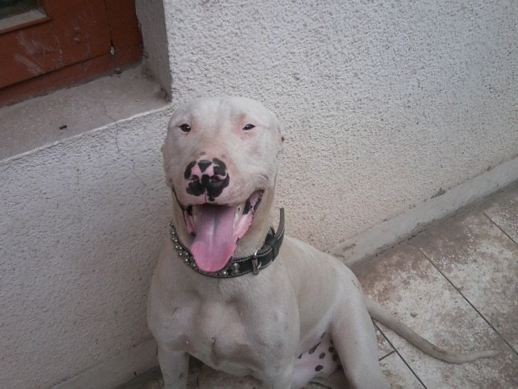 Булли Кутта