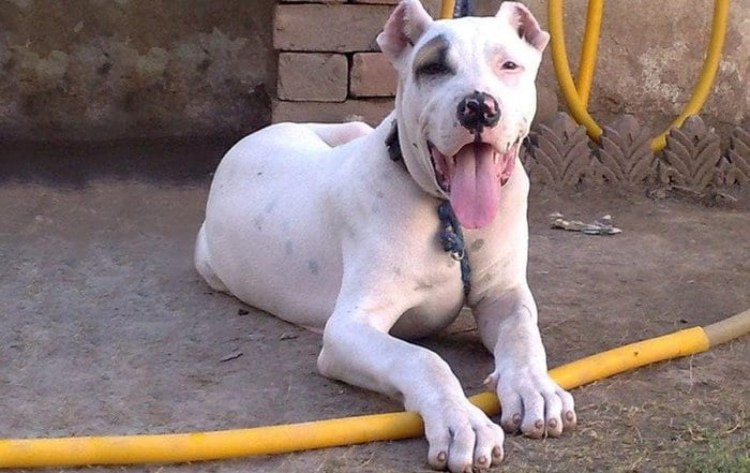 Булли Кутта и кангал