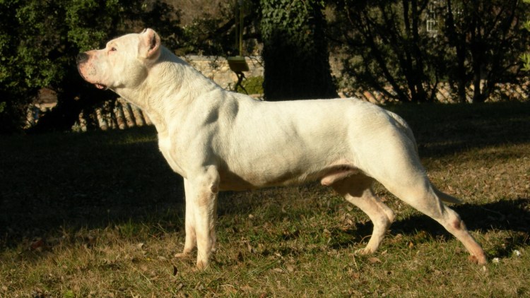 Булли Кутта пакистанский мастиф