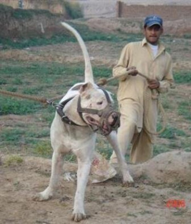 Булли Кутта