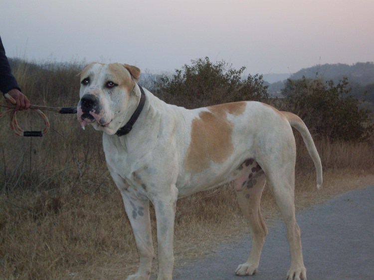 Булли Кутта