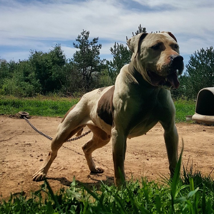 Щенки гульдонга фото