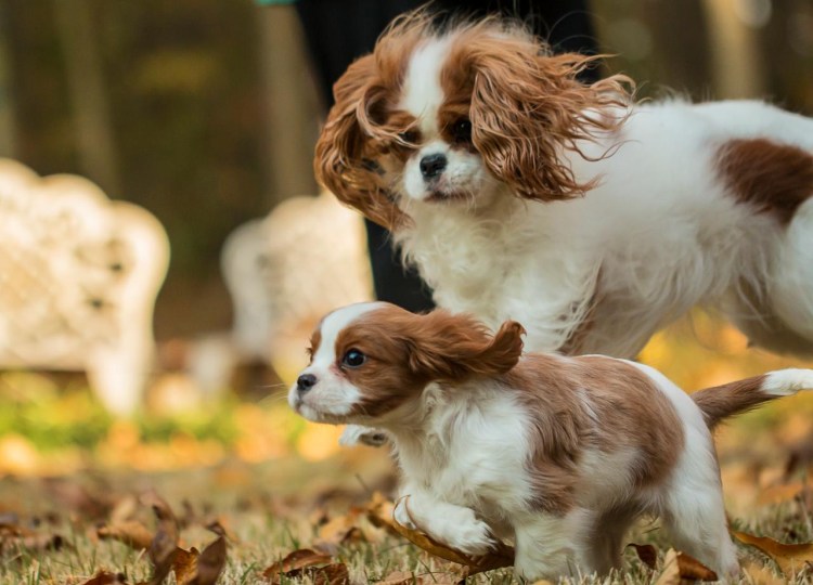 Кавалер-Кинг-Чарльз-спаниель окрасы