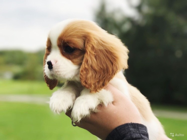 Кавалер принц Чарльз спаниель