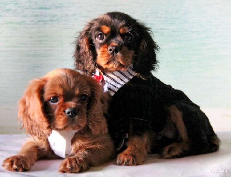 Кинг Чарльз спаниель