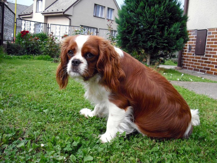 Кавалер Кинг Чарльз спаниель леди