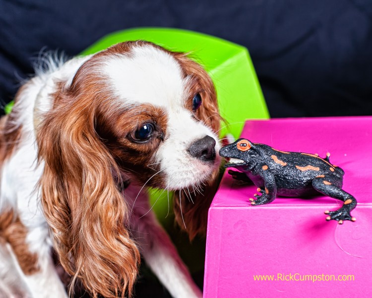 Порода Королевский Кинг Чарльз спаниель