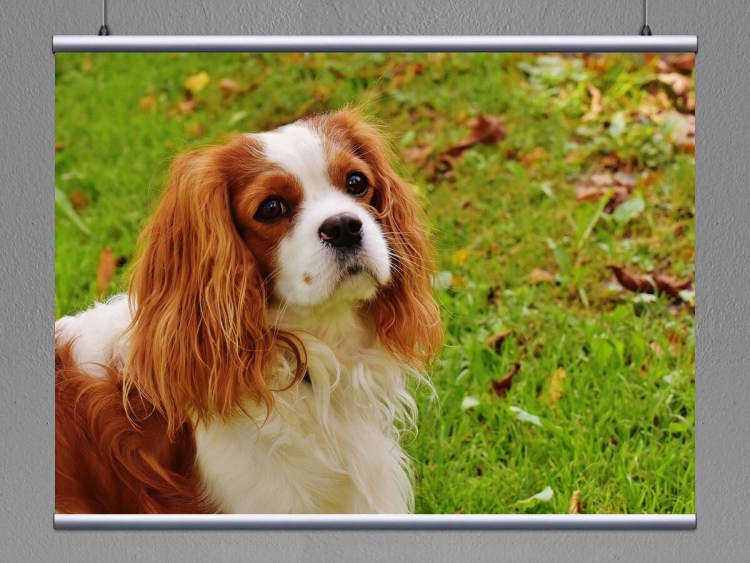 Кавалер Кинг Чарльз спаниель