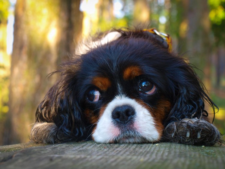 Кавалер Кинг Чарльз спаниель